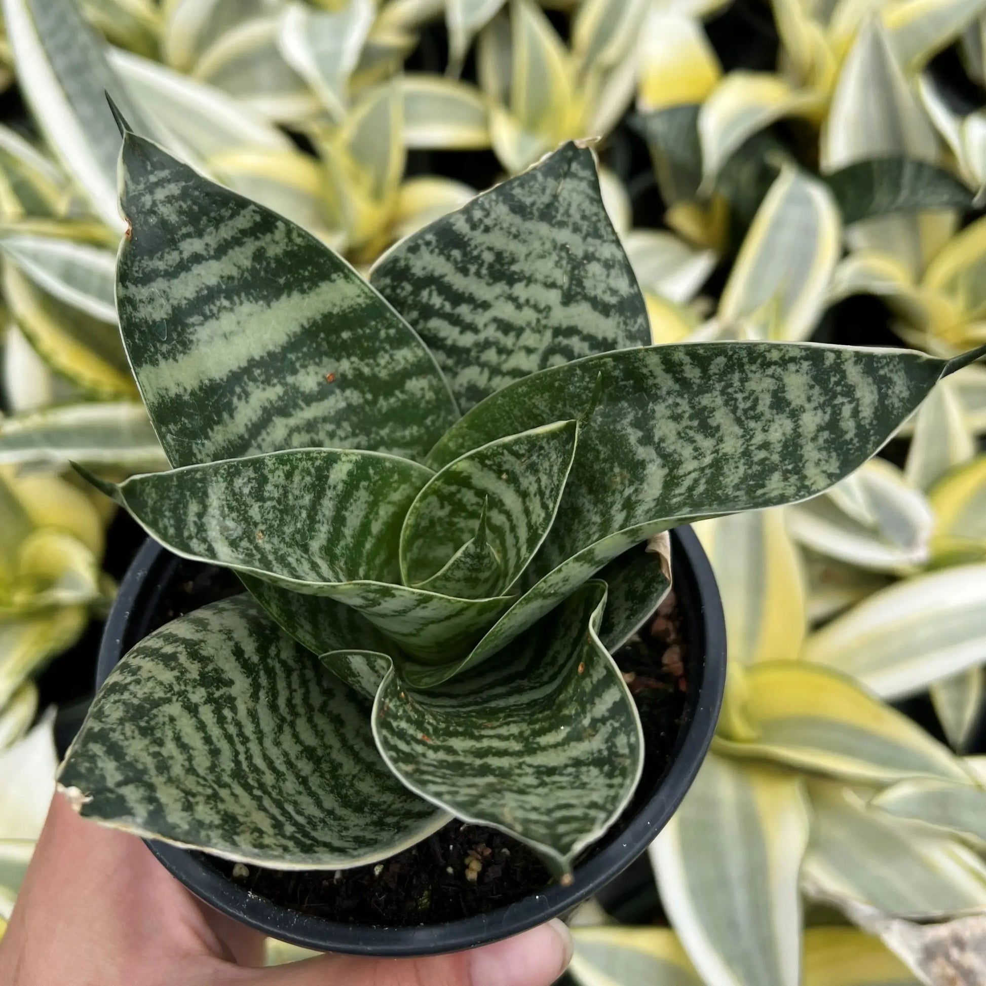Sansevieria Trifasciata 'hahnii' - View 1 from www redcrocus com