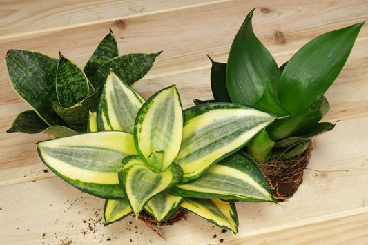 Sansevieria Trifasciata 'hahnii' - View 20 from www redcrocus com
