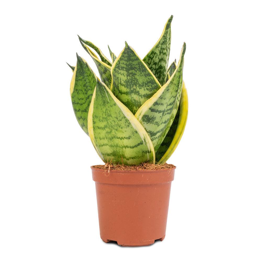 Sansevieria Trifasciata 'hahnii' - View 21 from www redcrocus com