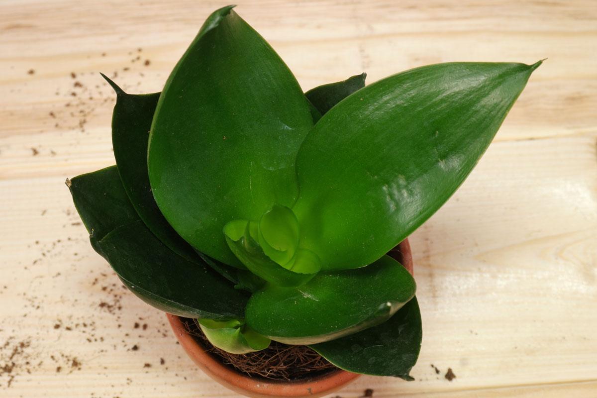 Sansevieria Trifasciata 'hahnii' - View 22 from www redcrocus com