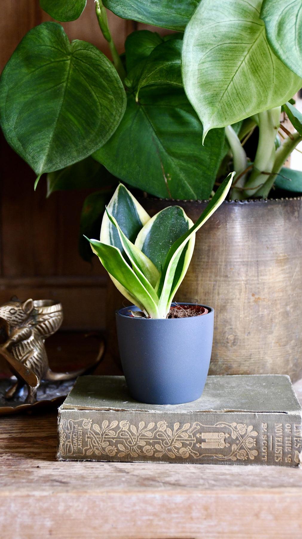 Sansevieria Trifasciata 'hahnii' - View 24 from www redcrocus com