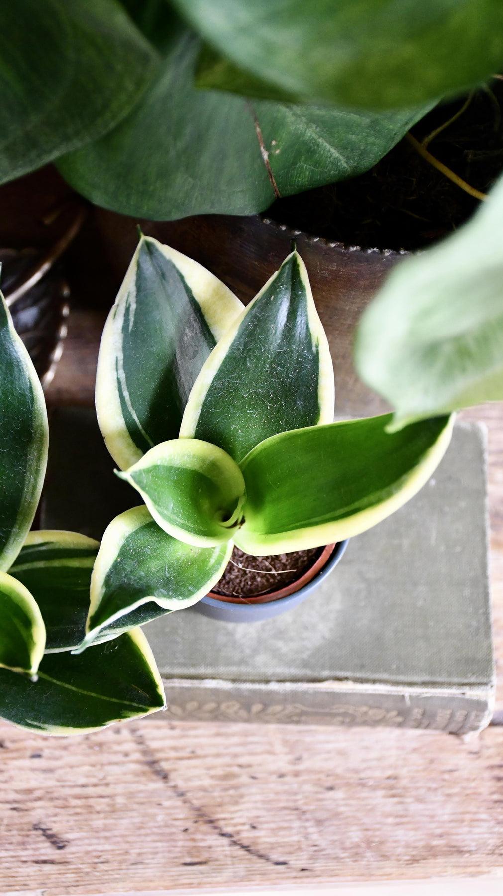 Sansevieria Trifasciata 'hahnii' - View 25 from www redcrocus com