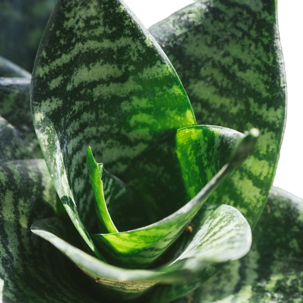 Sansevieria Trifasciata 'hahnii' - View 26 from www redcrocus com