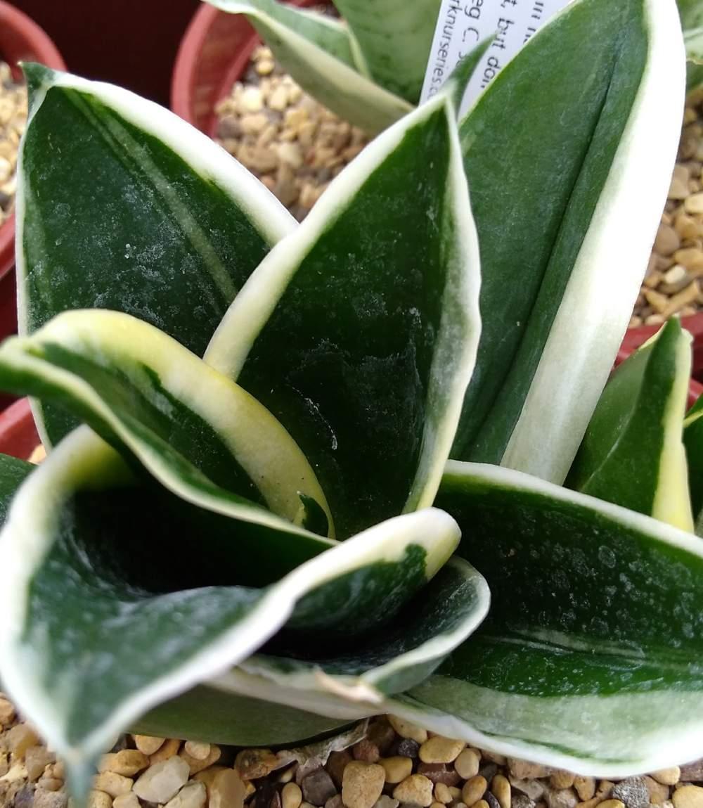 Sansevieria Trifasciata 'hahnii' - View 27 from www redcrocus com