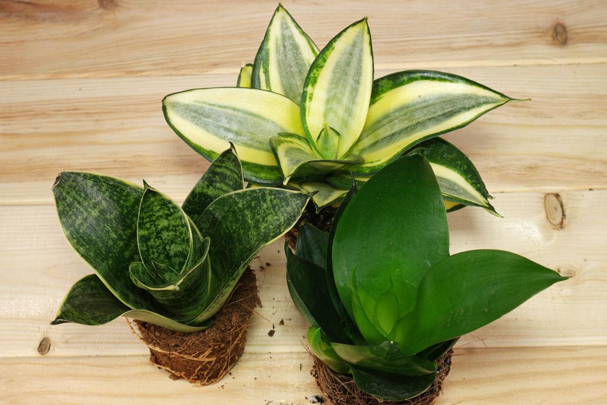 Sansevieria Trifasciata 'hahnii' - View 28 from www redcrocus com