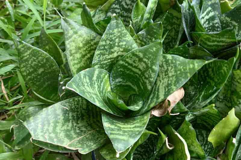 Sansevieria Trifasciata 'hahnii' - View 2 from www redcrocus com