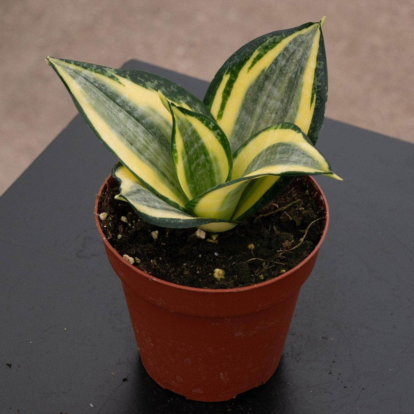 Sansevieria Trifasciata 'hahnii' - View 31 from www redcrocus com