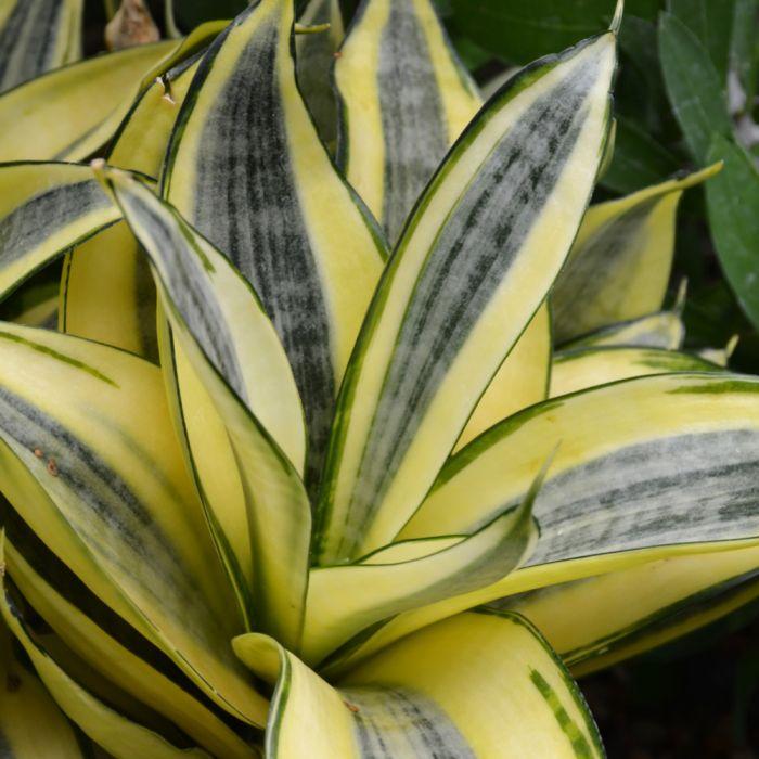Sansevieria Trifasciata 'hahnii' - View 34 from www redcrocus com