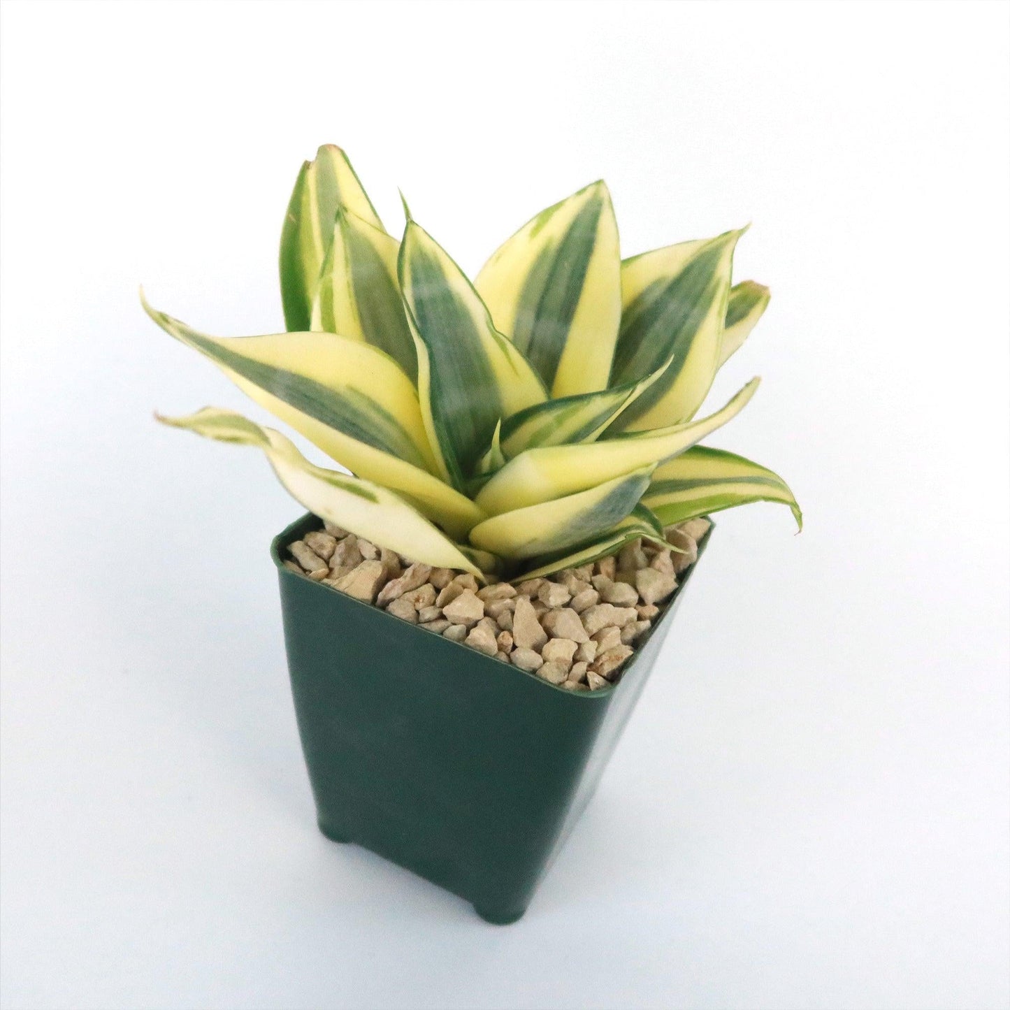 Sansevieria Trifasciata 'hahnii' - View 3 from www redcrocus com