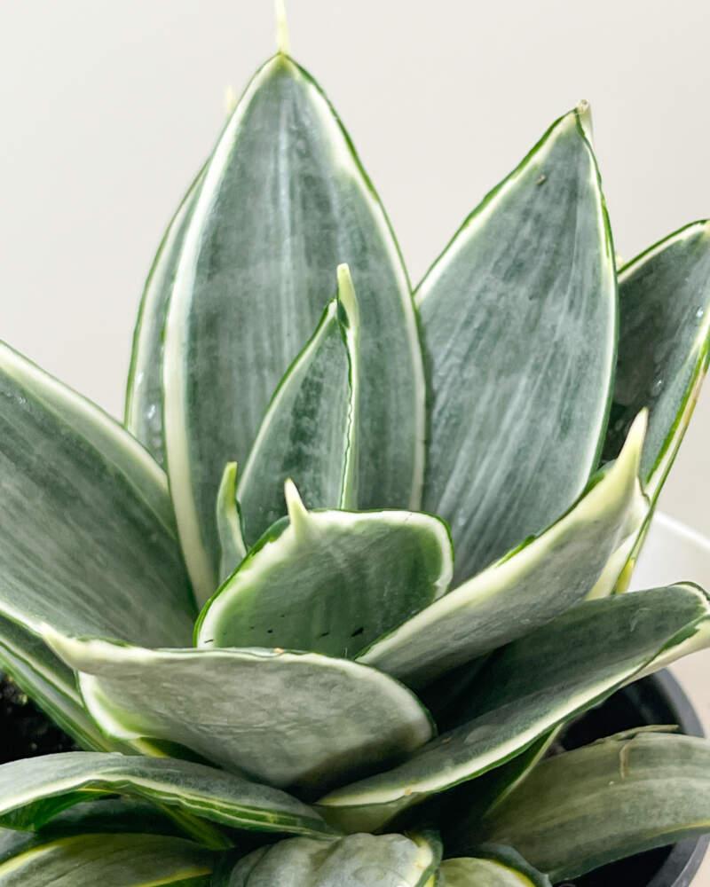 Sansevieria Trifasciata 'hahnii' - View 4 from www redcrocus com