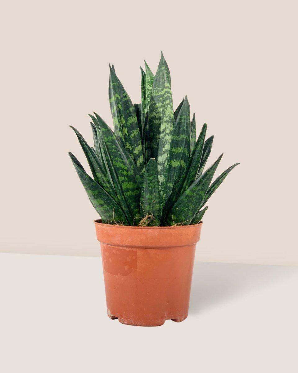 Sansevieria Trifasciata 'hahnii' - View 5 from www redcrocus com