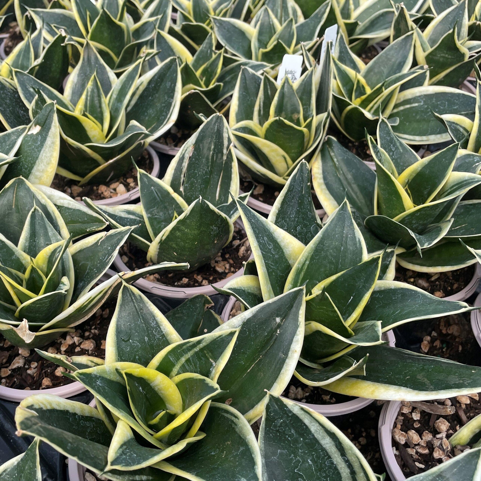 Sansevieria Trifasciata 'hahnii' - View 6 from www redcrocus com