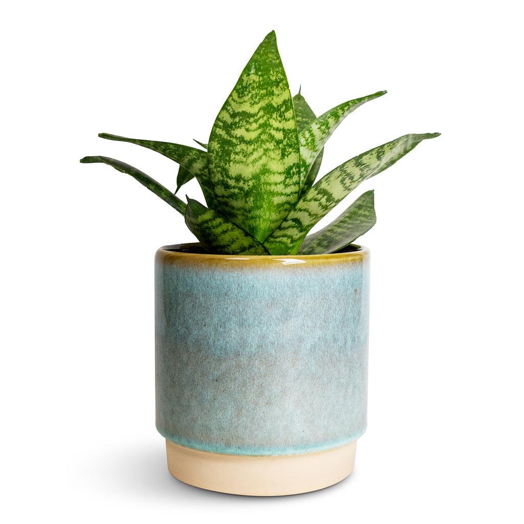 Sansevieria Trifasciata 'hahnii' - View 7 from www redcrocus com