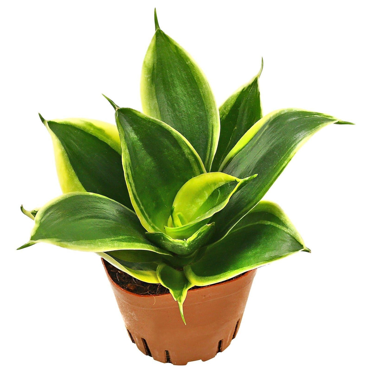 Sansevieria Trifasciata 'hahnii' - View 8 from www redcrocus com