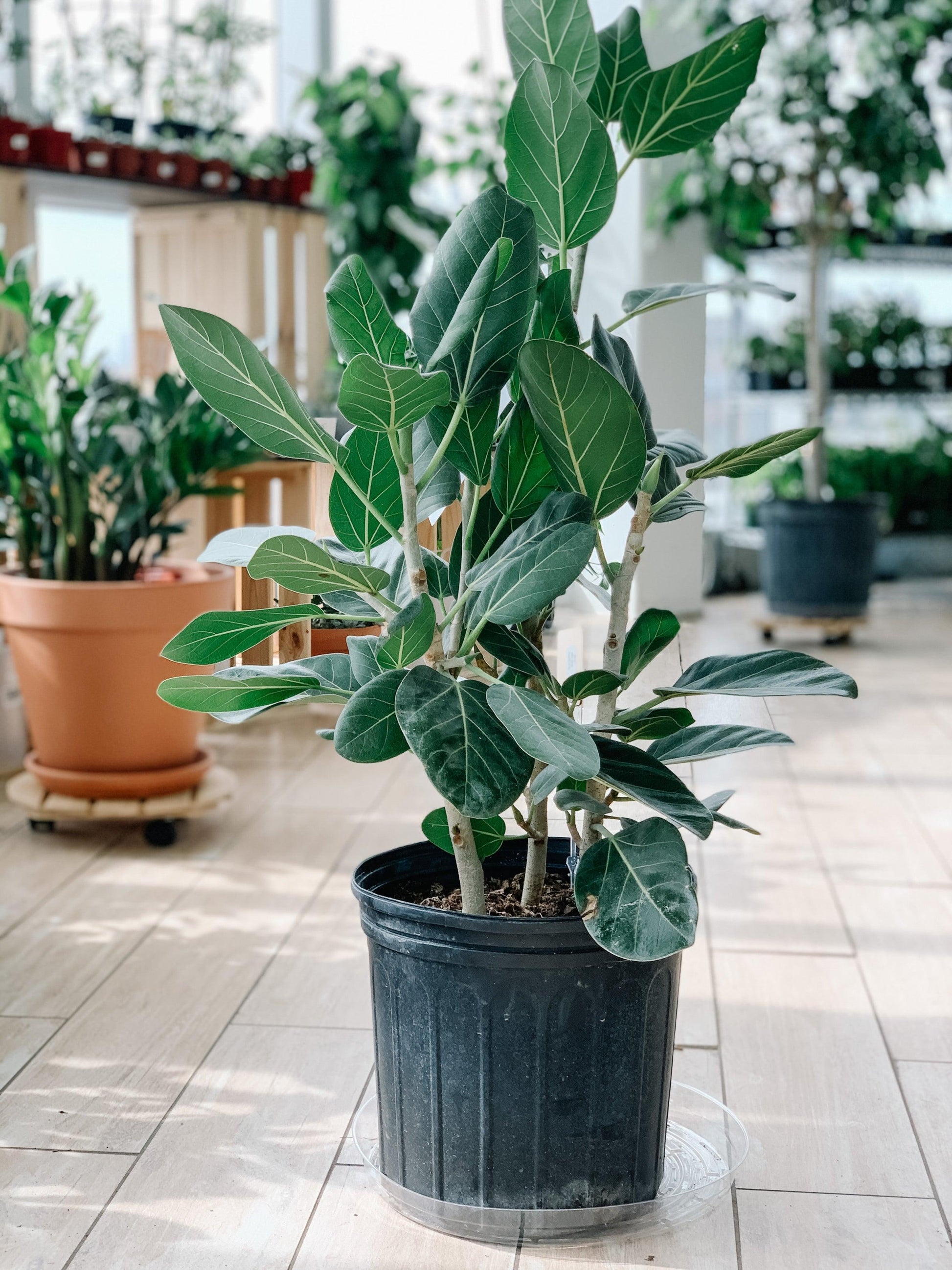 Ficus Audrey Bush - View 11 from www redcrocus com