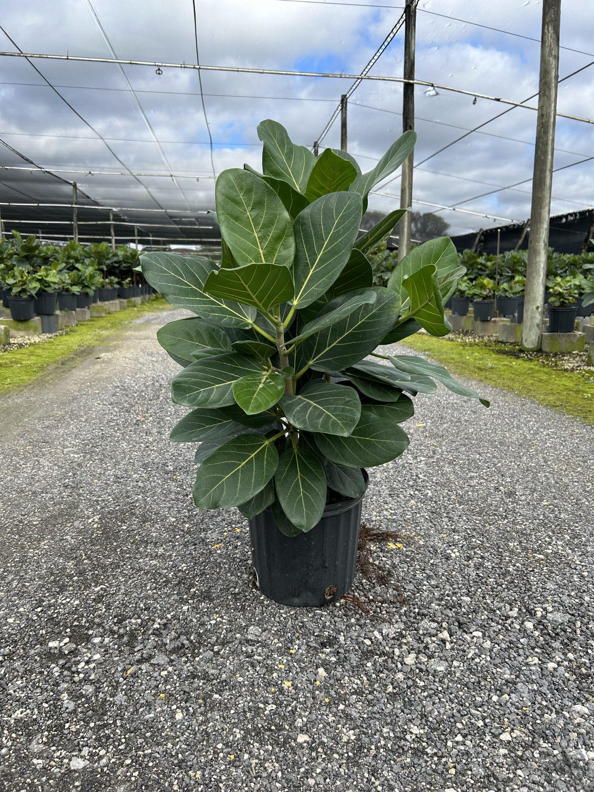 Ficus Audrey Bush - View 8 from www redcrocus com