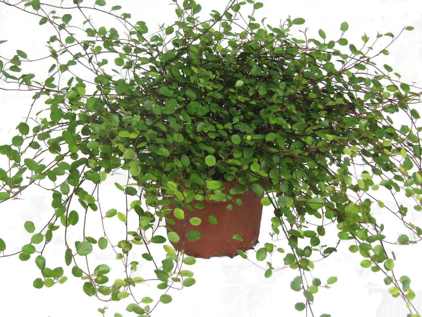 Muehlenbeckia Assorted - View 11 from www redcrocus com