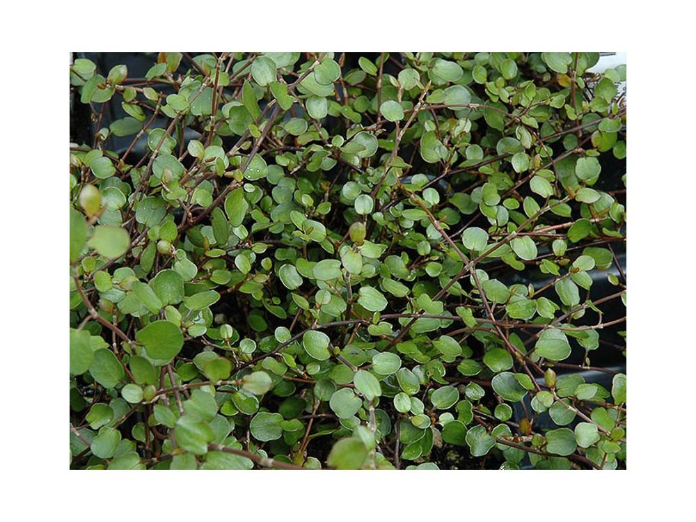 Muehlenbeckia Assorted - View 12 from www redcrocus com