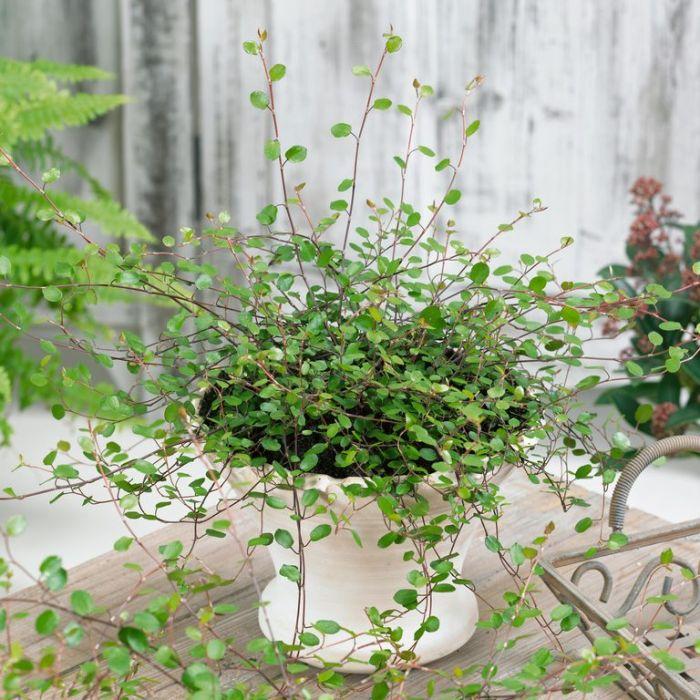 Muehlenbeckia Assorted - View 13 from www redcrocus com