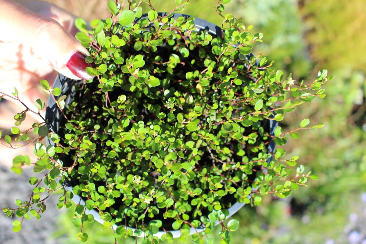 Muehlenbeckia Assorted - View 14 from www redcrocus com