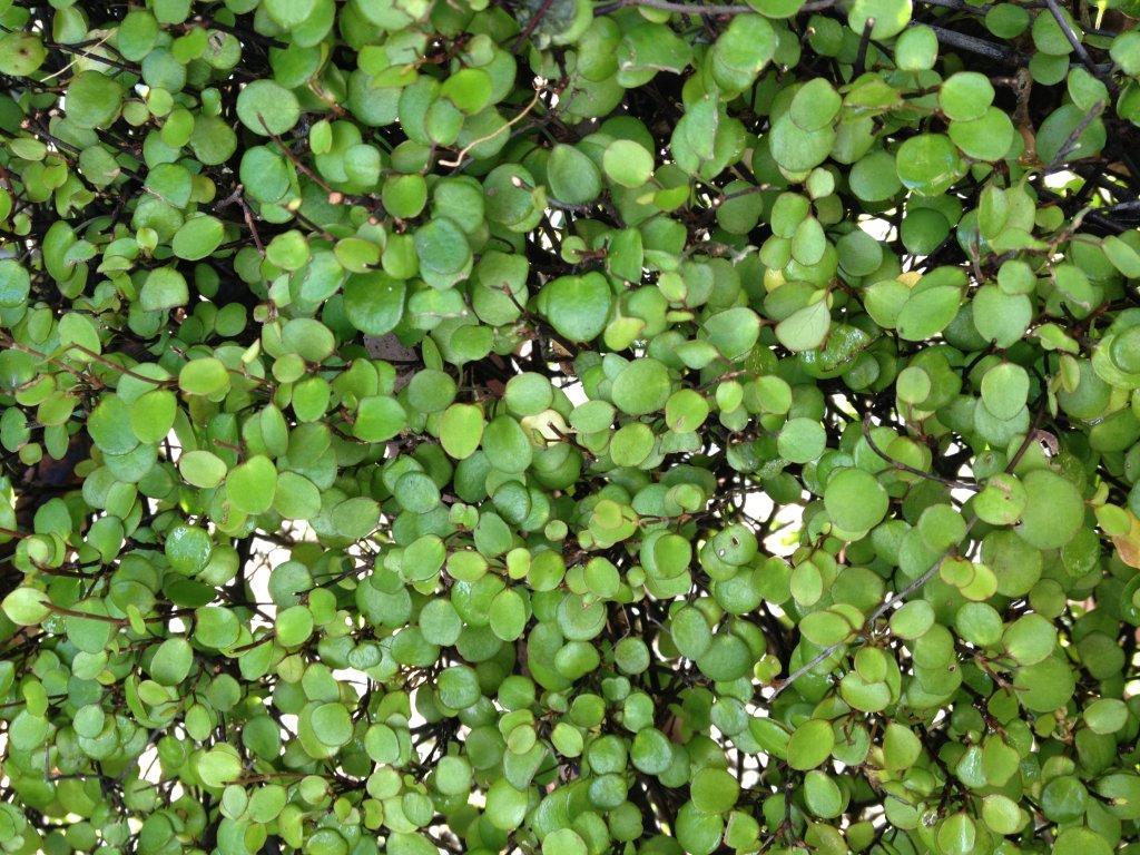 Muehlenbeckia Assorted - View 15 from www redcrocus com