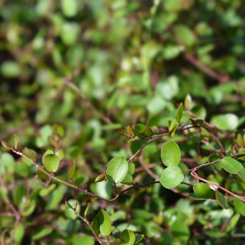 Muehlenbeckia Assorted - View 16 from www redcrocus com