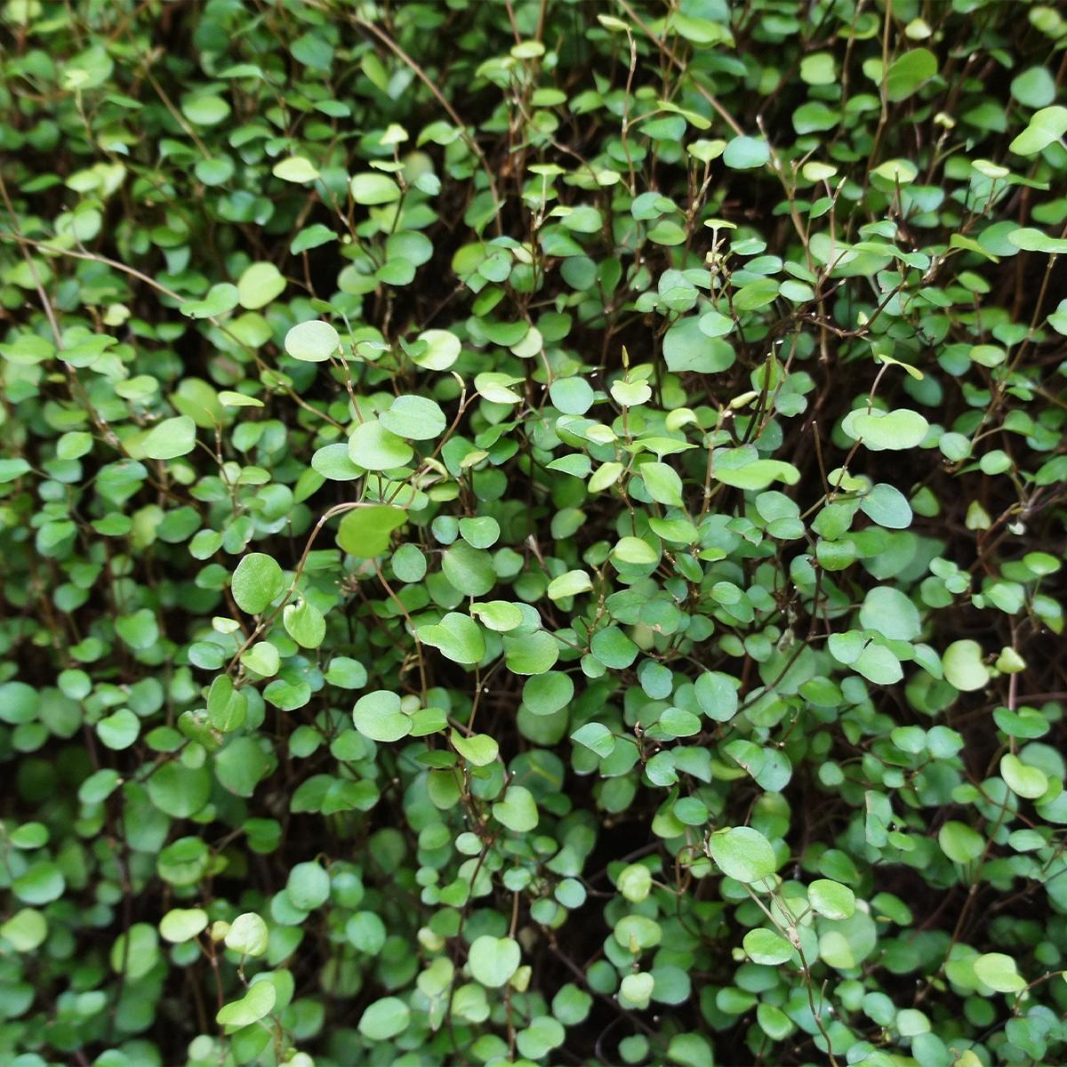 Muehlenbeckia Assorted - View 17 from www redcrocus com