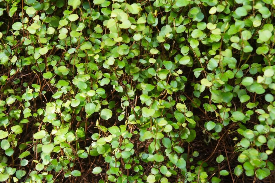 Muehlenbeckia Assorted - View 1 from www redcrocus com