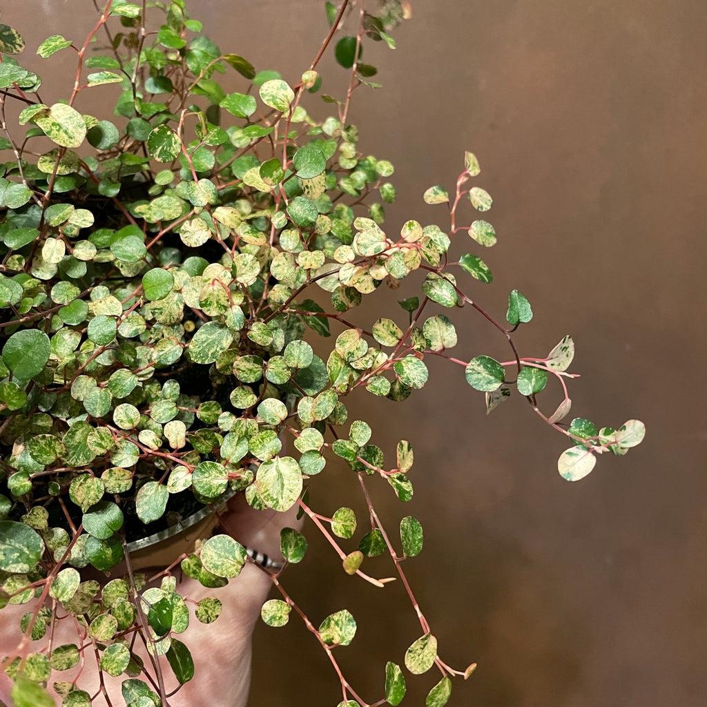 Muehlenbeckia Assorted - View 20 from www redcrocus com