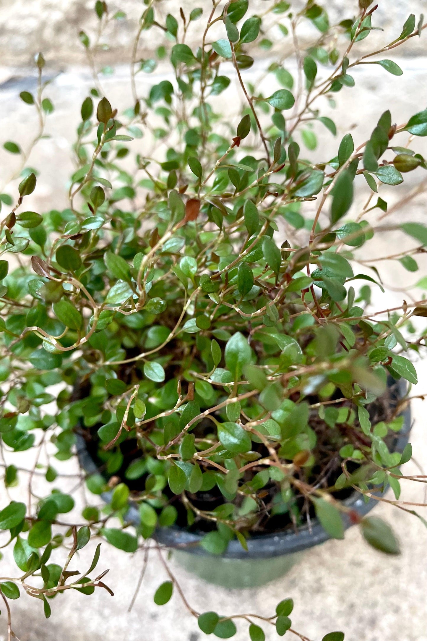 Muehlenbeckia Assorted - View 2 from www redcrocus com