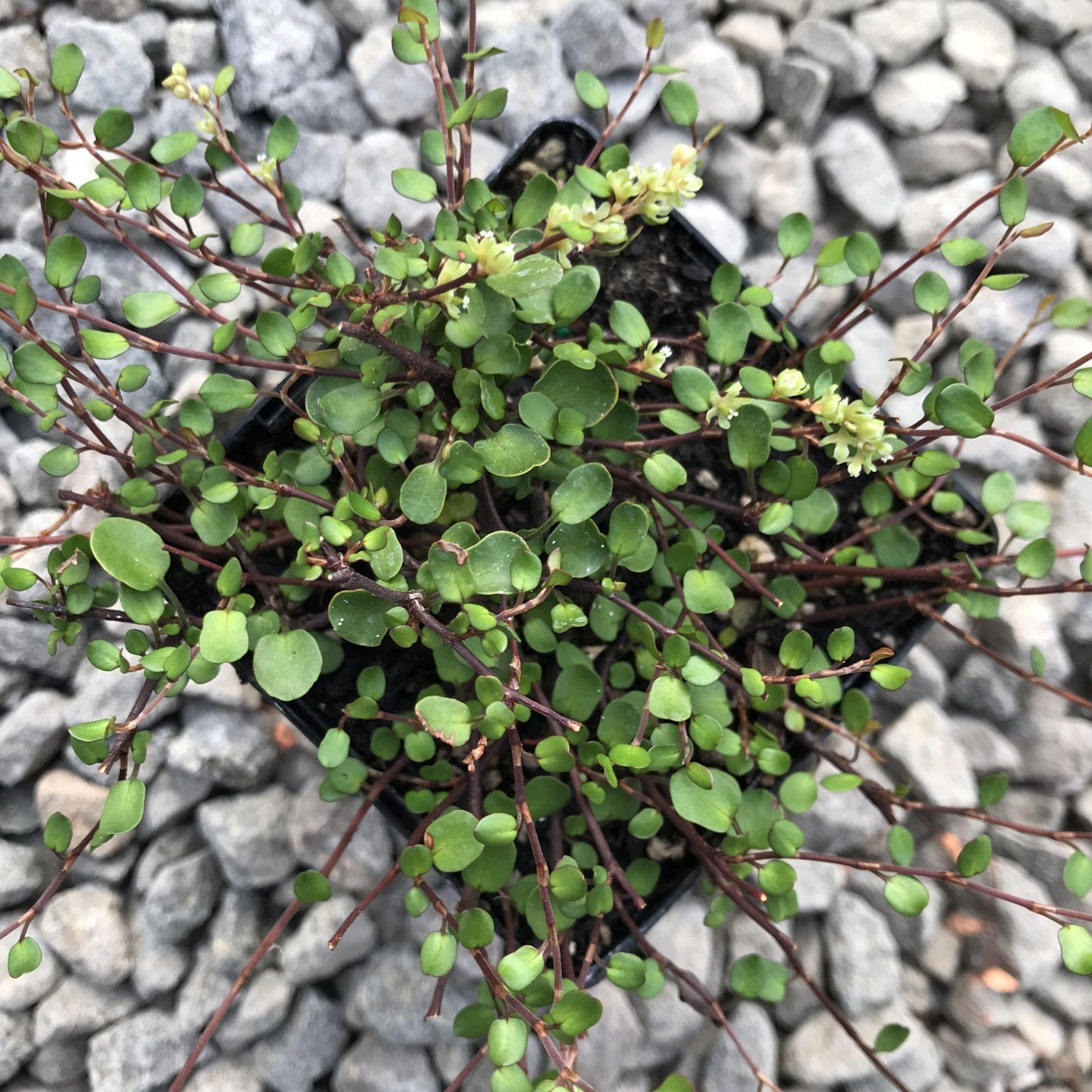 Muehlenbeckia Assorted - View 3 from www redcrocus com