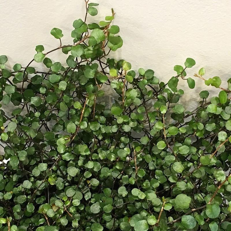 Muehlenbeckia Assorted - View 4 from www redcrocus com