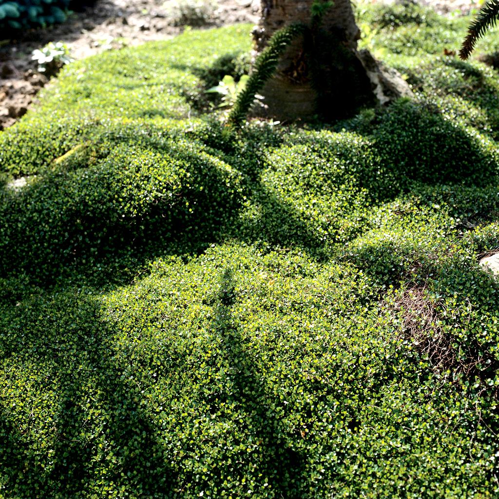 Muehlenbeckia Assorted - View 6 from www redcrocus com