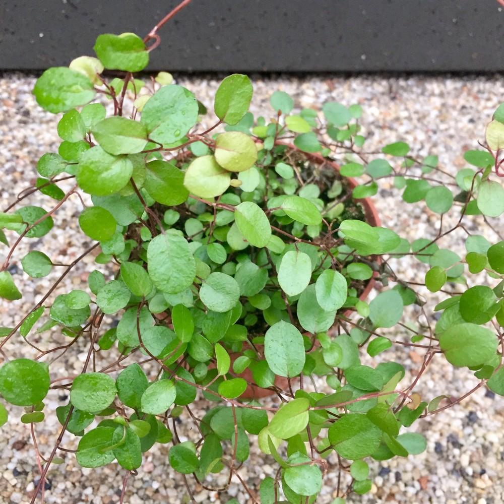Muehlenbeckia Assorted - View 7 from www redcrocus com