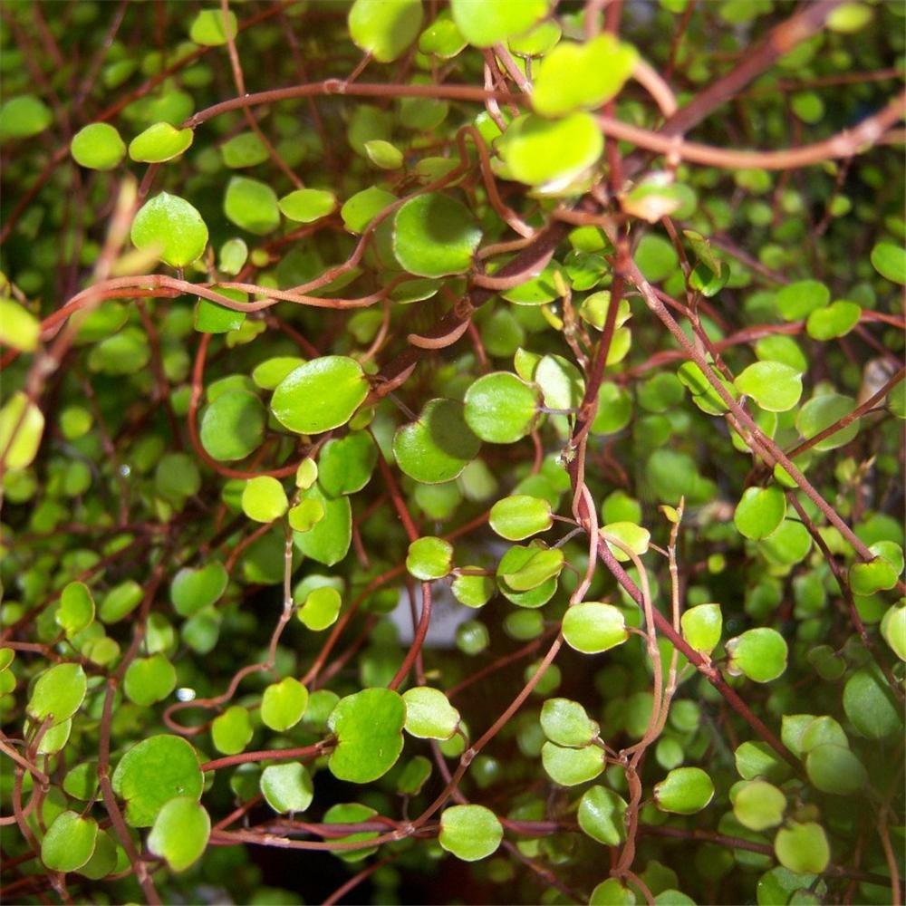 Muehlenbeckia Assorted - View 8 from www redcrocus com