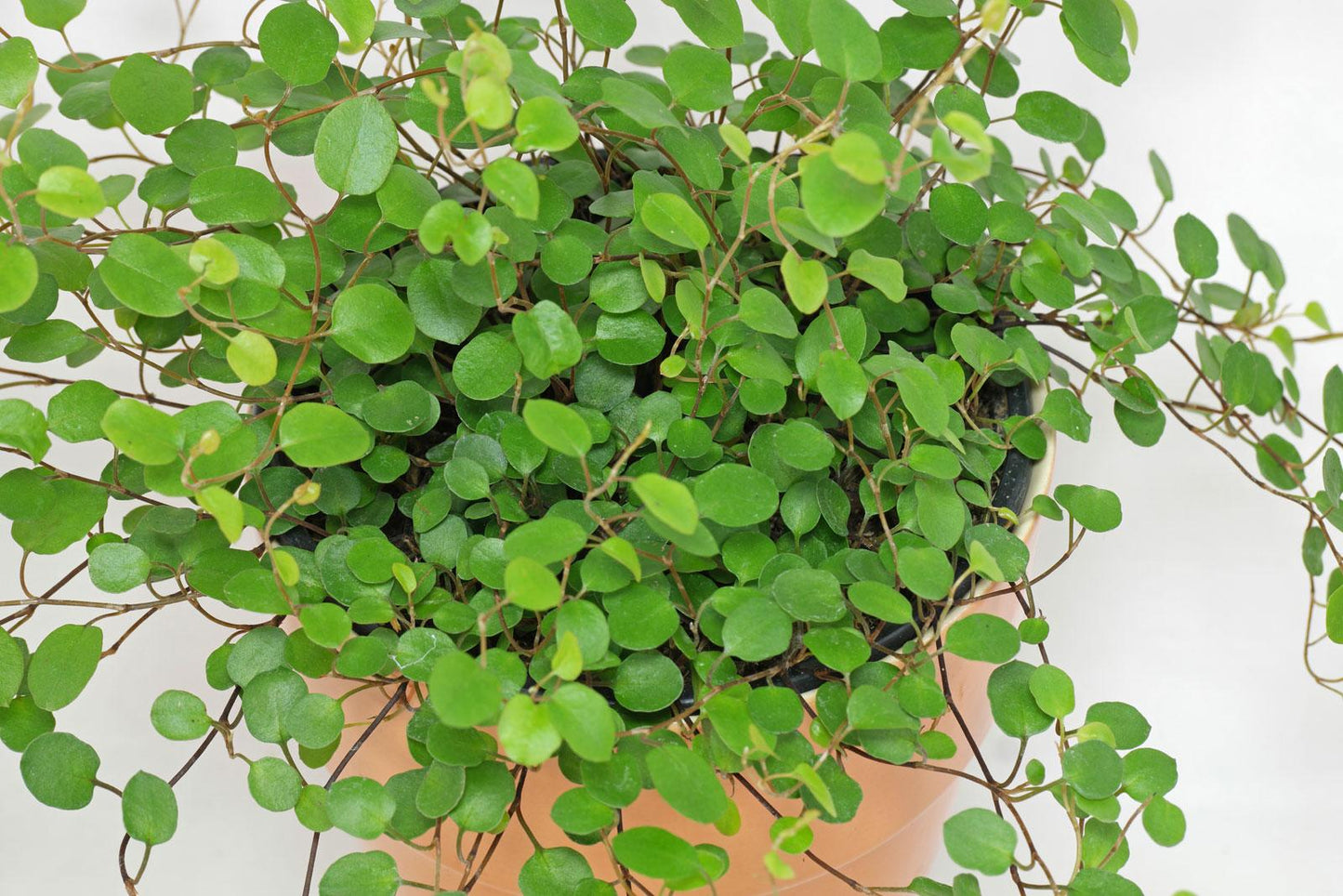 Muehlenbeckia Assorted - View 9 from www redcrocus com