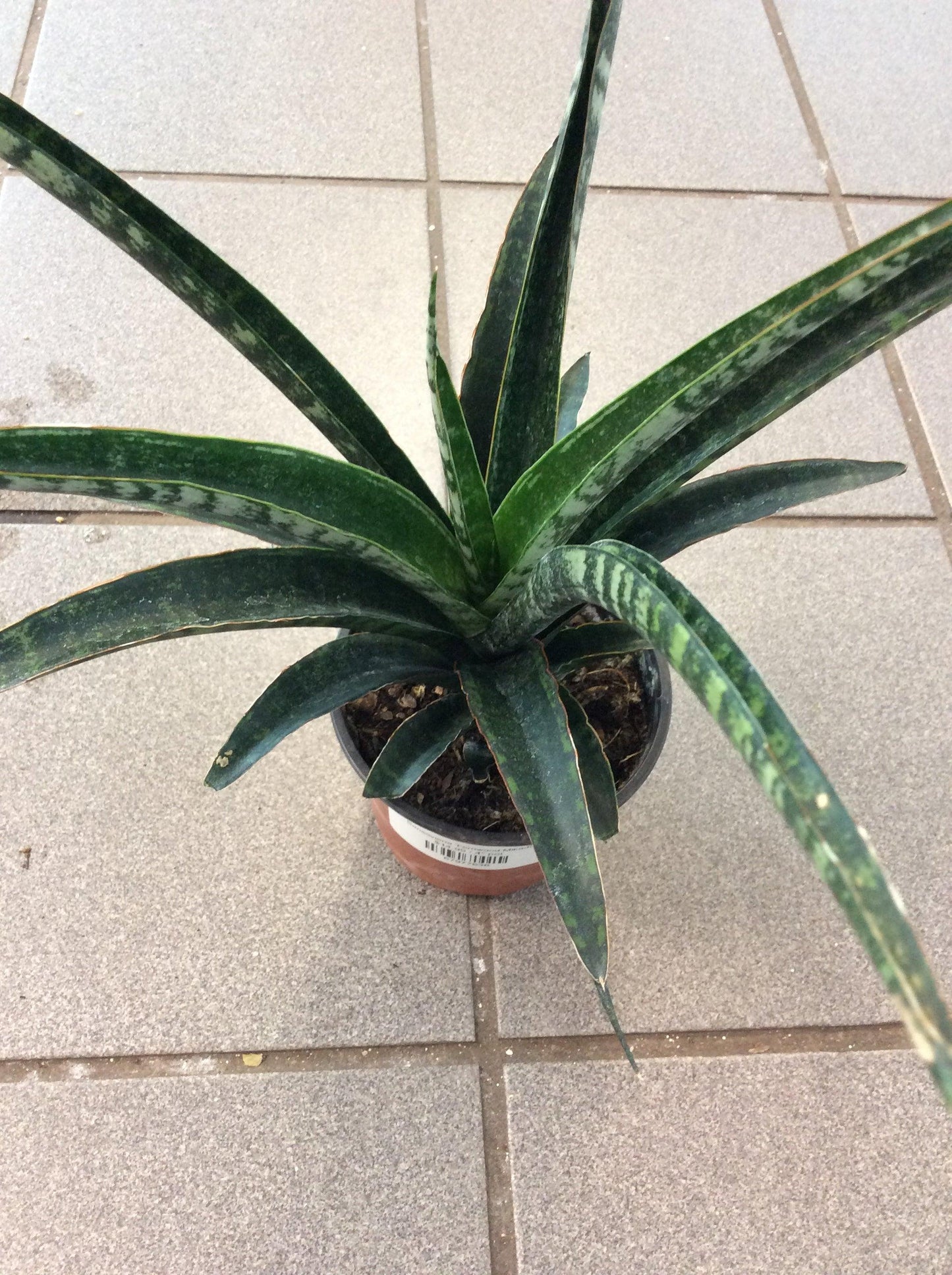 Sansevieria Fernwood Mikado - View 10 from www redcrocus com