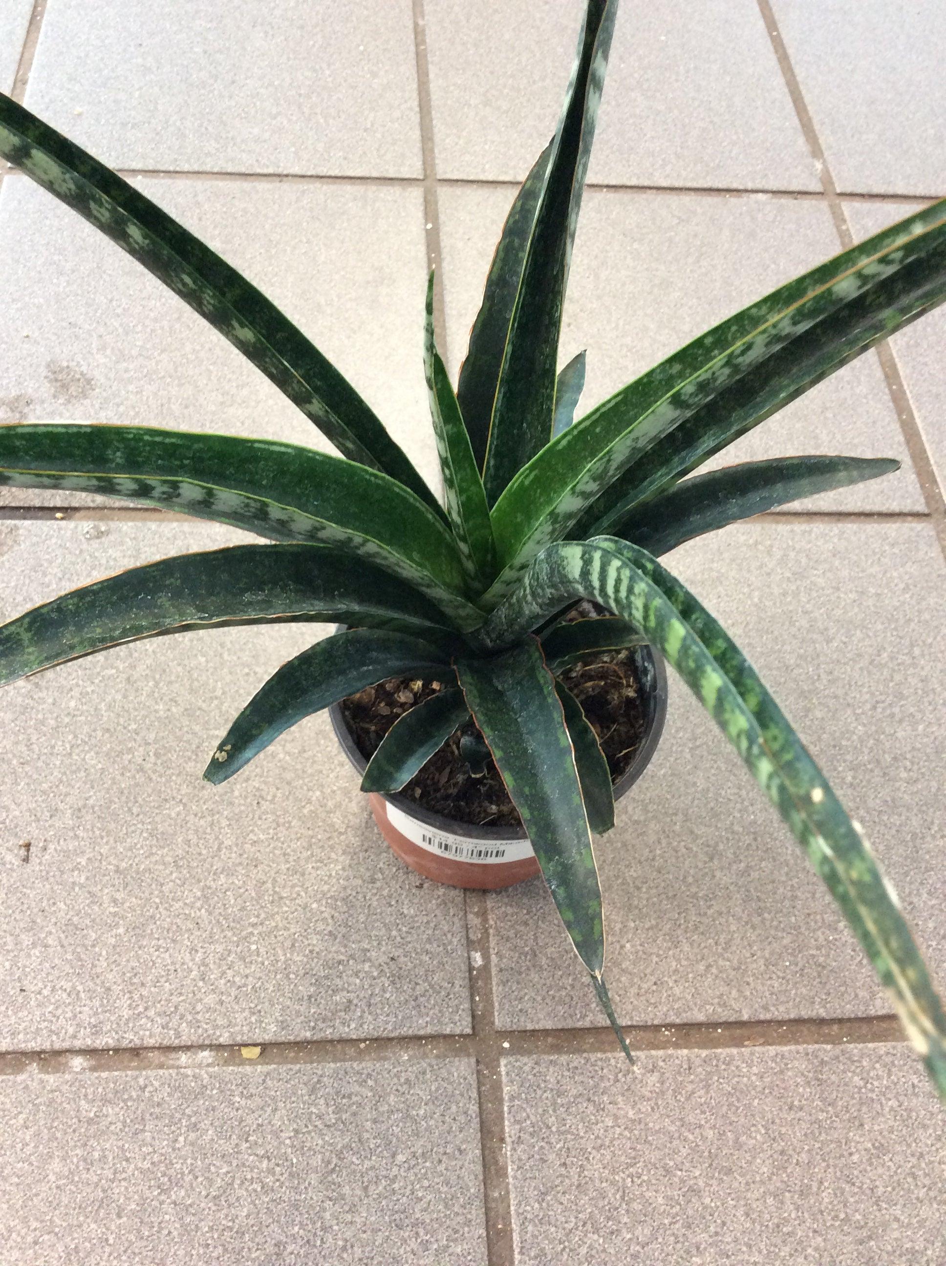 Sansevieria Fernwood Mikado - View 10 from www redcrocus com