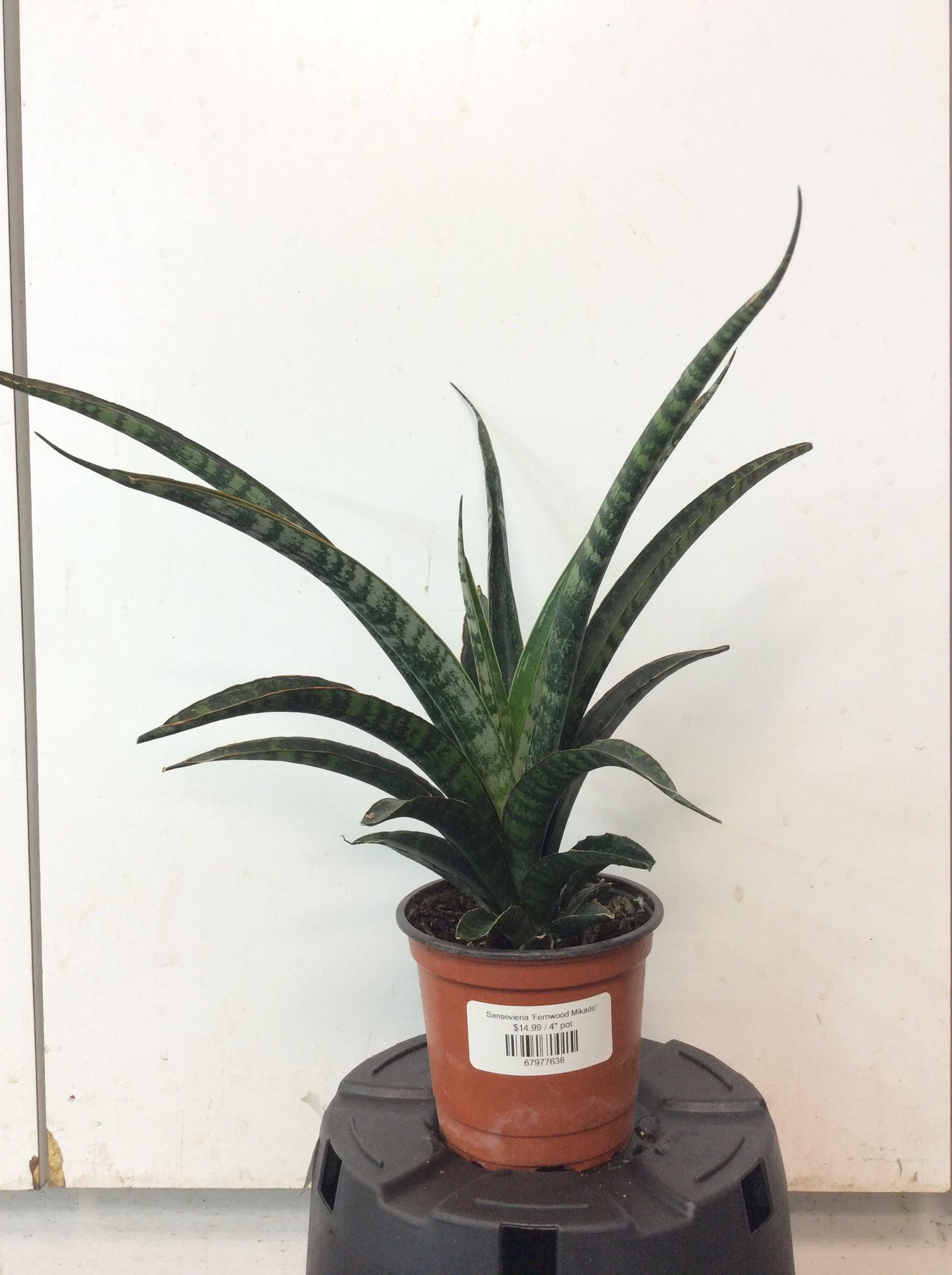 Sansevieria Fernwood Mikado - View 11 from www redcrocus com