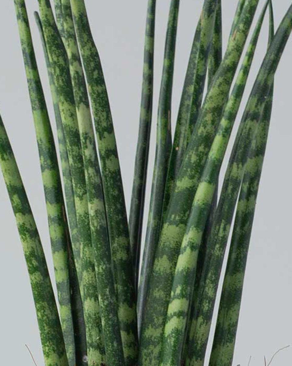 Sansevieria Fernwood Mikado - View 12 from www redcrocus com