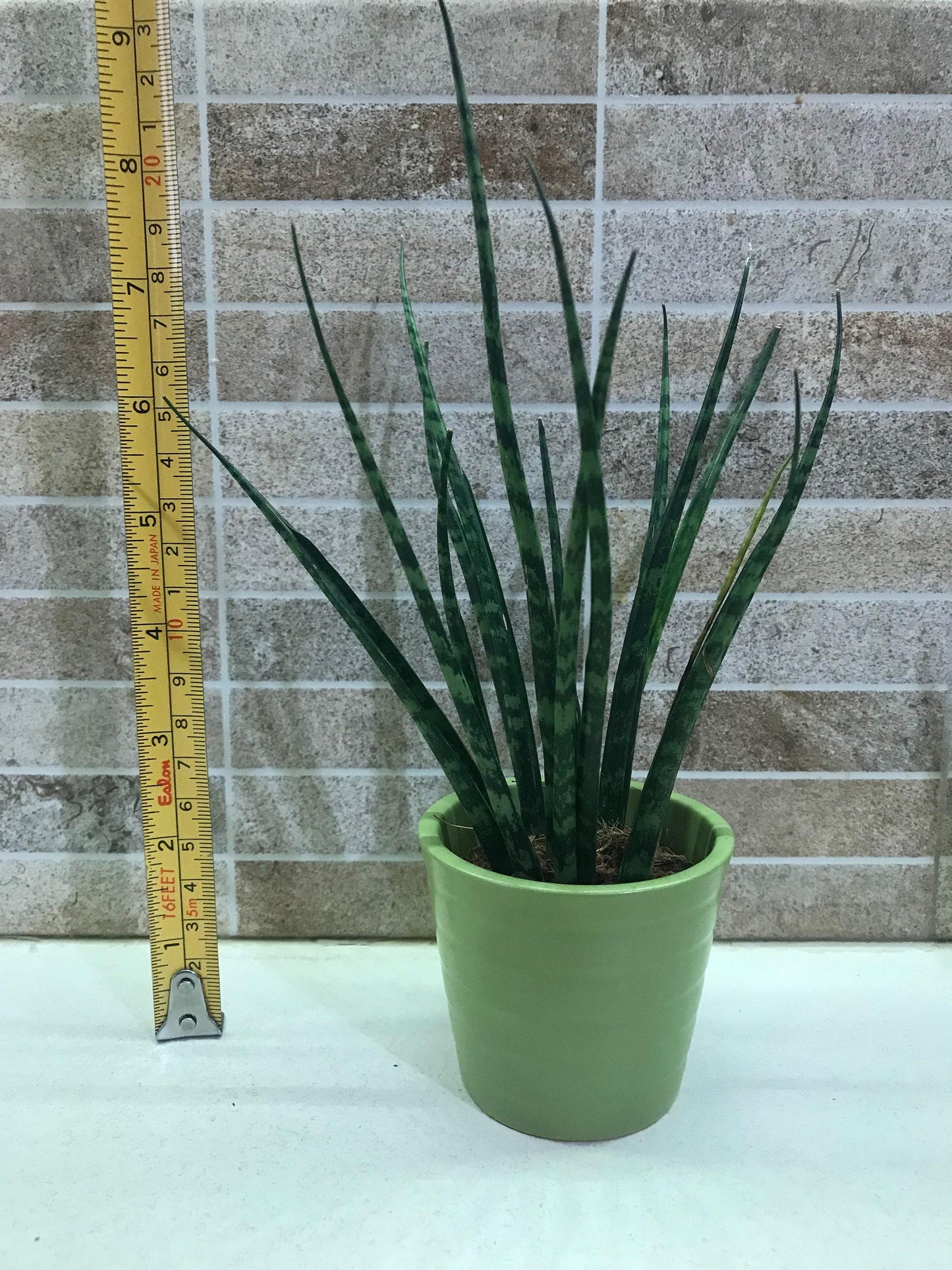 Sansevieria Fernwood Mikado - View 13 from www redcrocus com