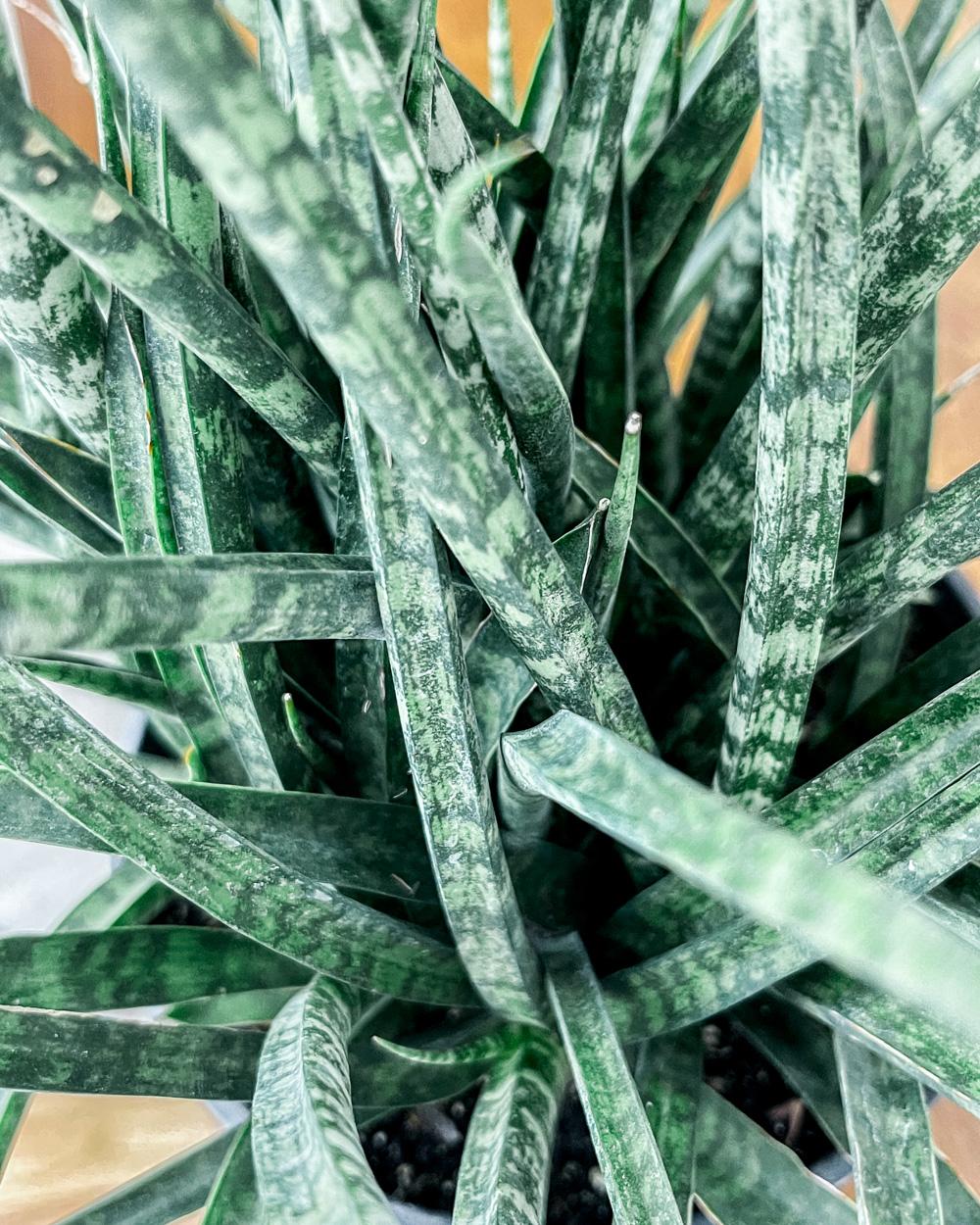 Sansevieria Fernwood Mikado - View 14 from www redcrocus com