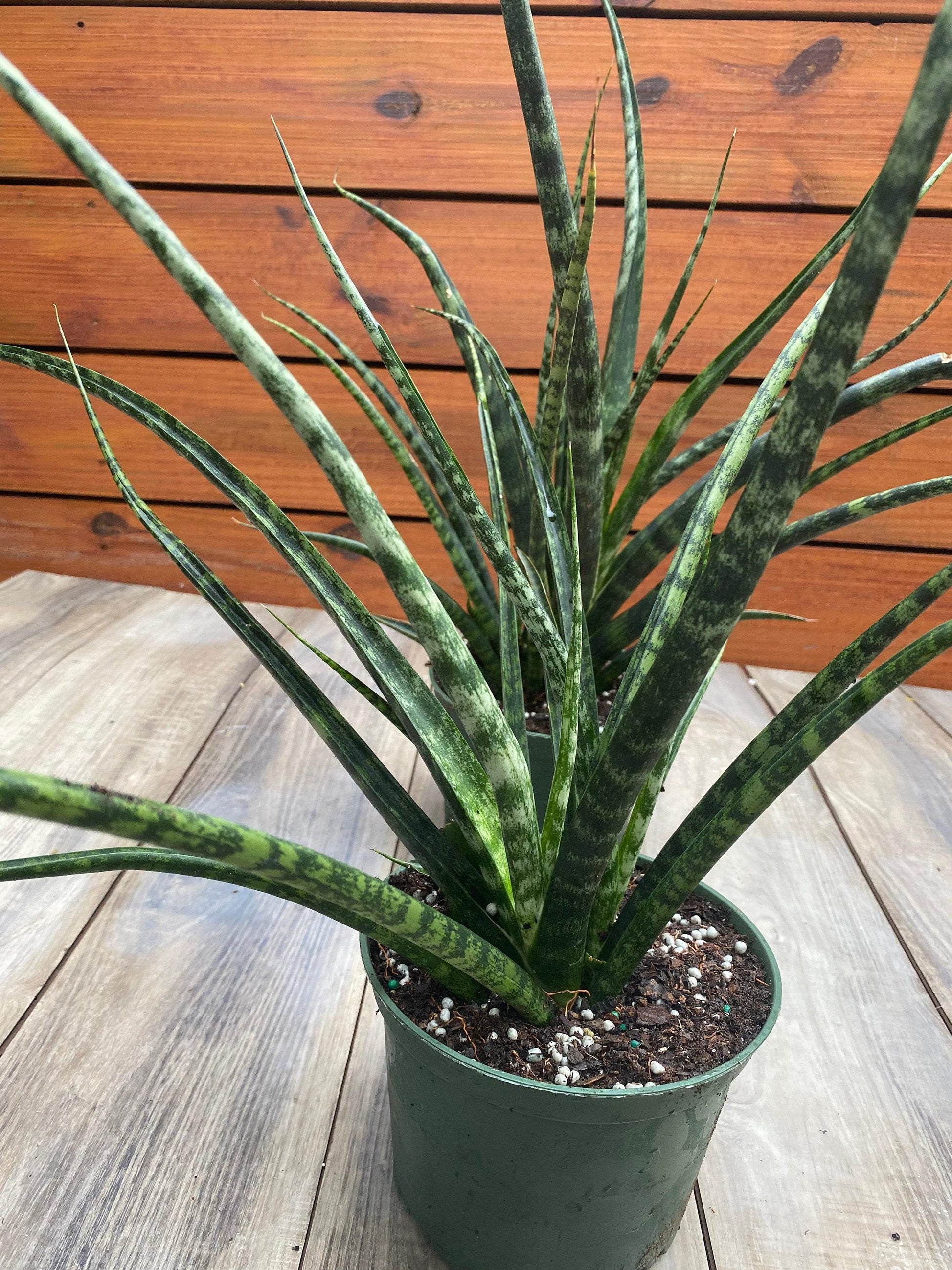 Sansevieria Fernwood Mikado - View 16 from www redcrocus com