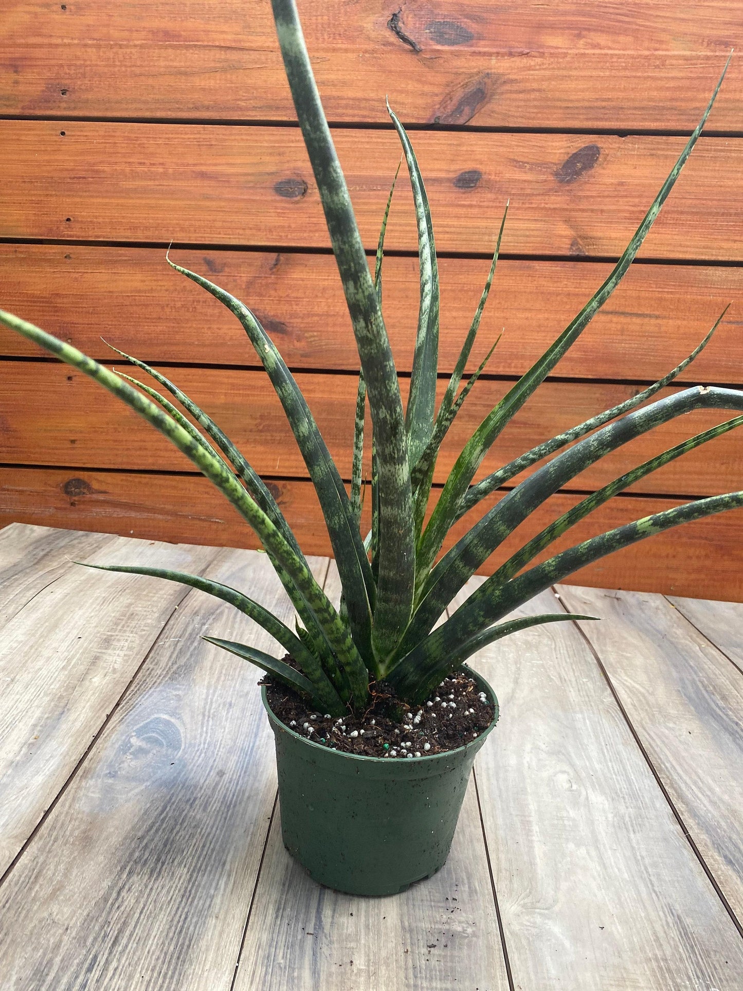 Sansevieria Fernwood Mikado - View 17 from www redcrocus com