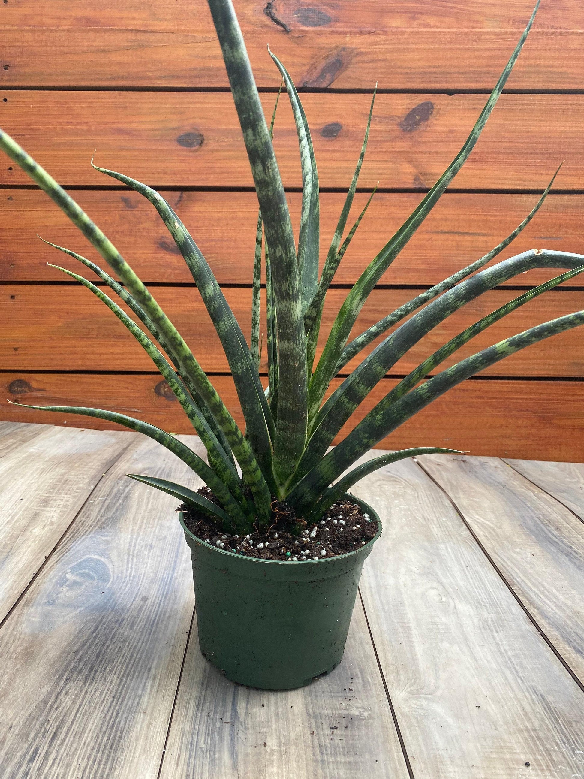 Sansevieria Fernwood Mikado - View 18 from www redcrocus com