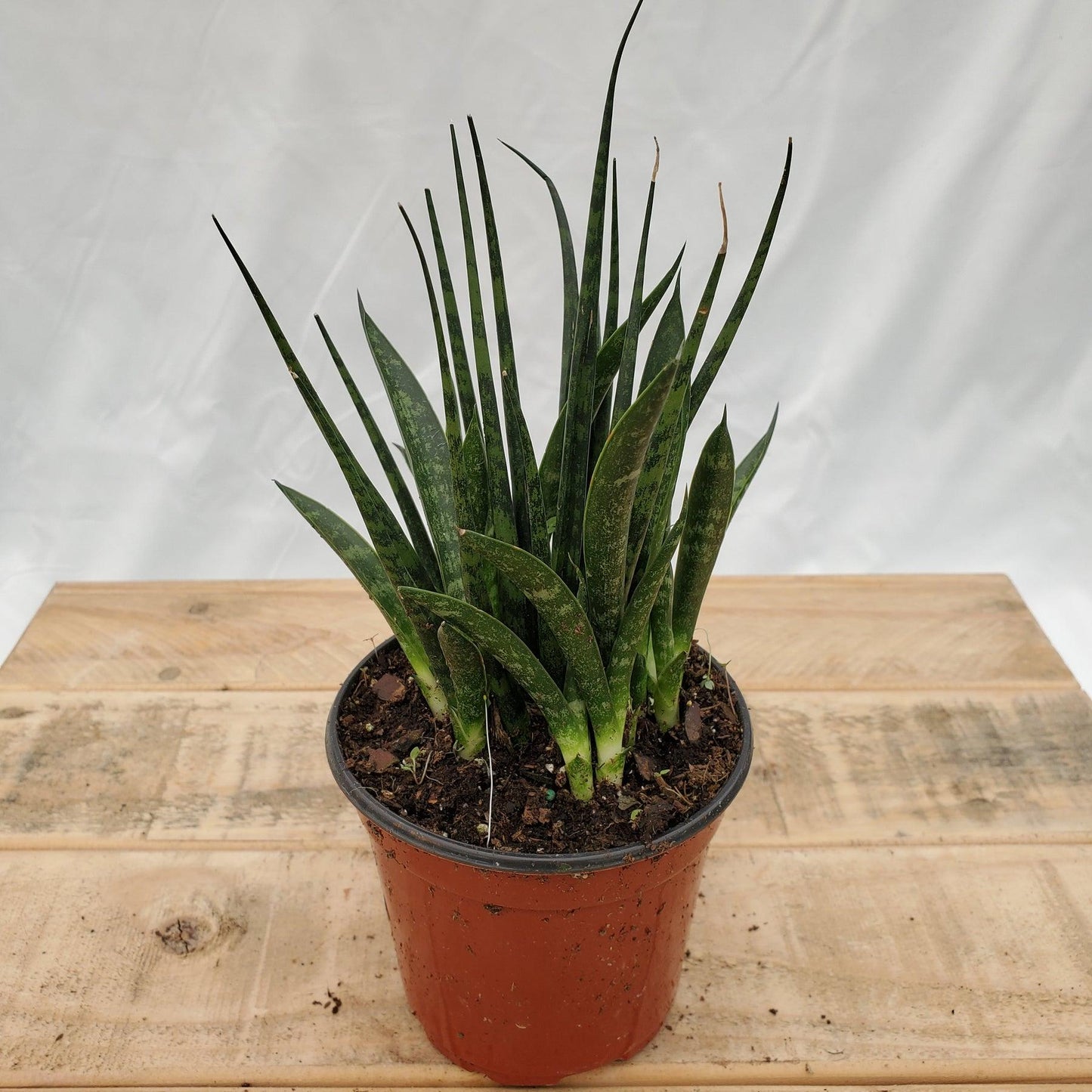 Sansevieria Fernwood Mikado - View 19 from www redcrocus com