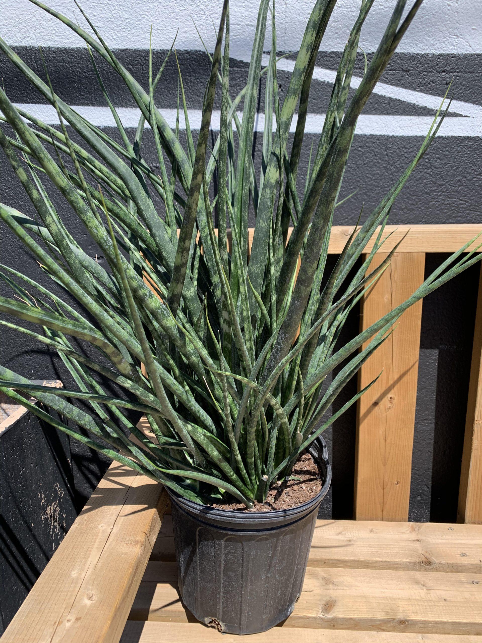 Sansevieria Fernwood Mikado - View 1 from www redcrocus com