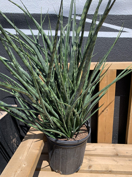 Sansevieria Fernwood Mikado - View 1 from www redcrocus com