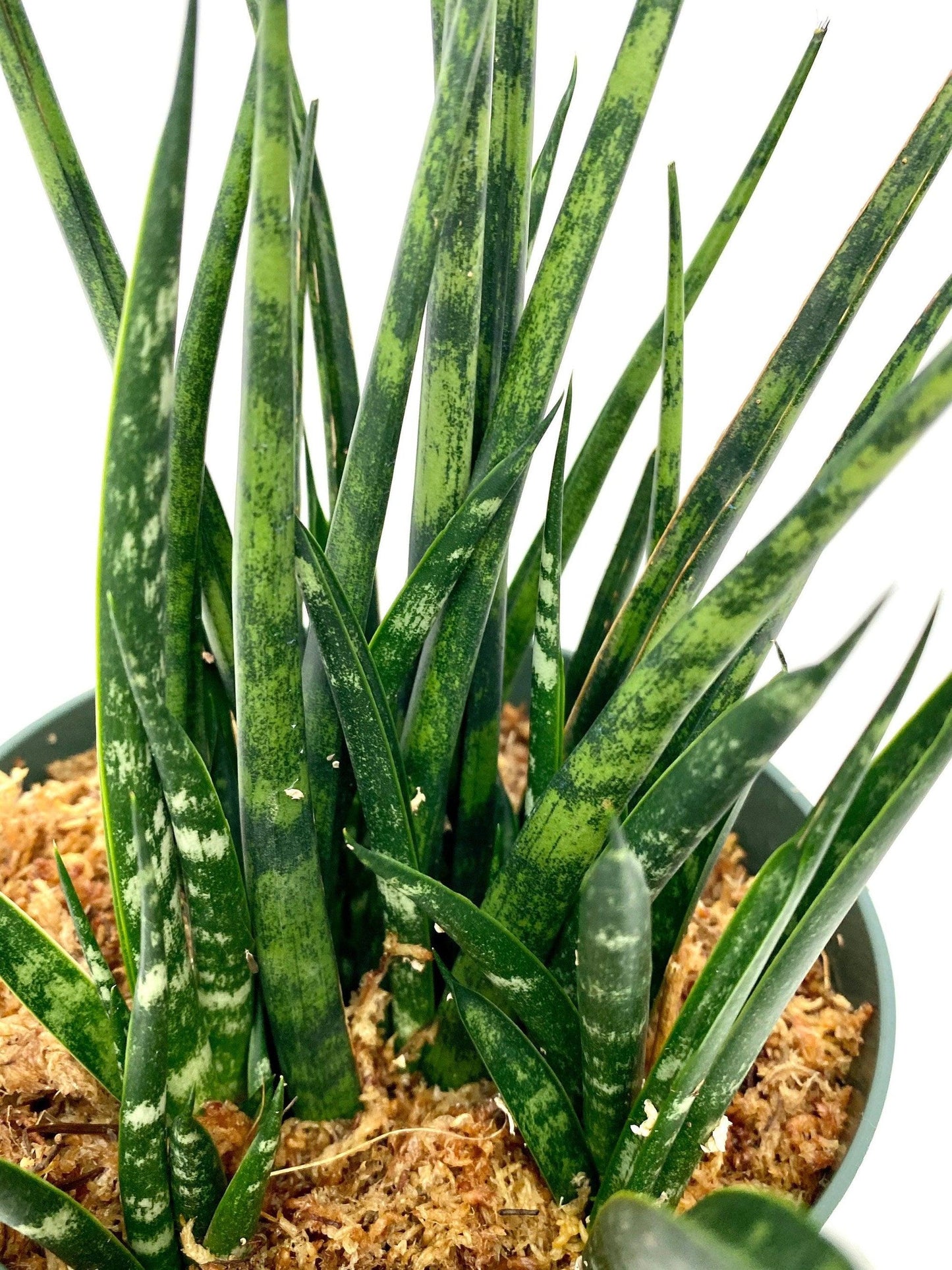 Sansevieria Fernwood Mikado - View 20 from www redcrocus com