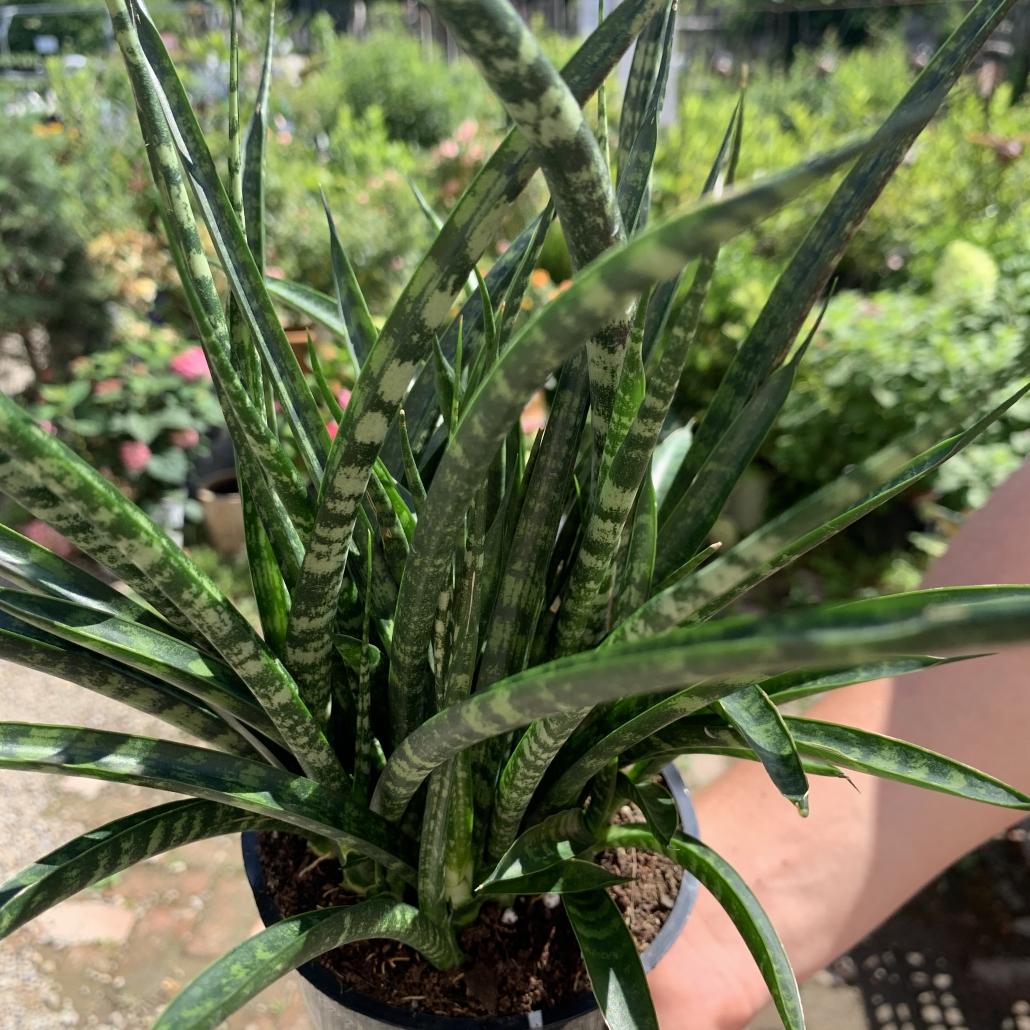 Sansevieria Fernwood Mikado - View 3 from www redcrocus com